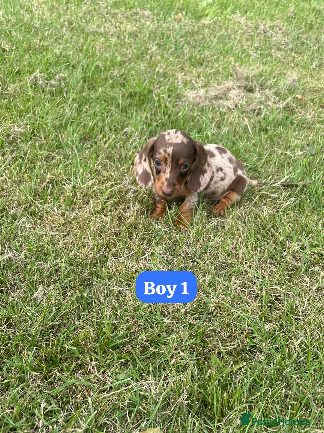 Dachshund dogs for sale: Dachshund Puppies  - Image 1