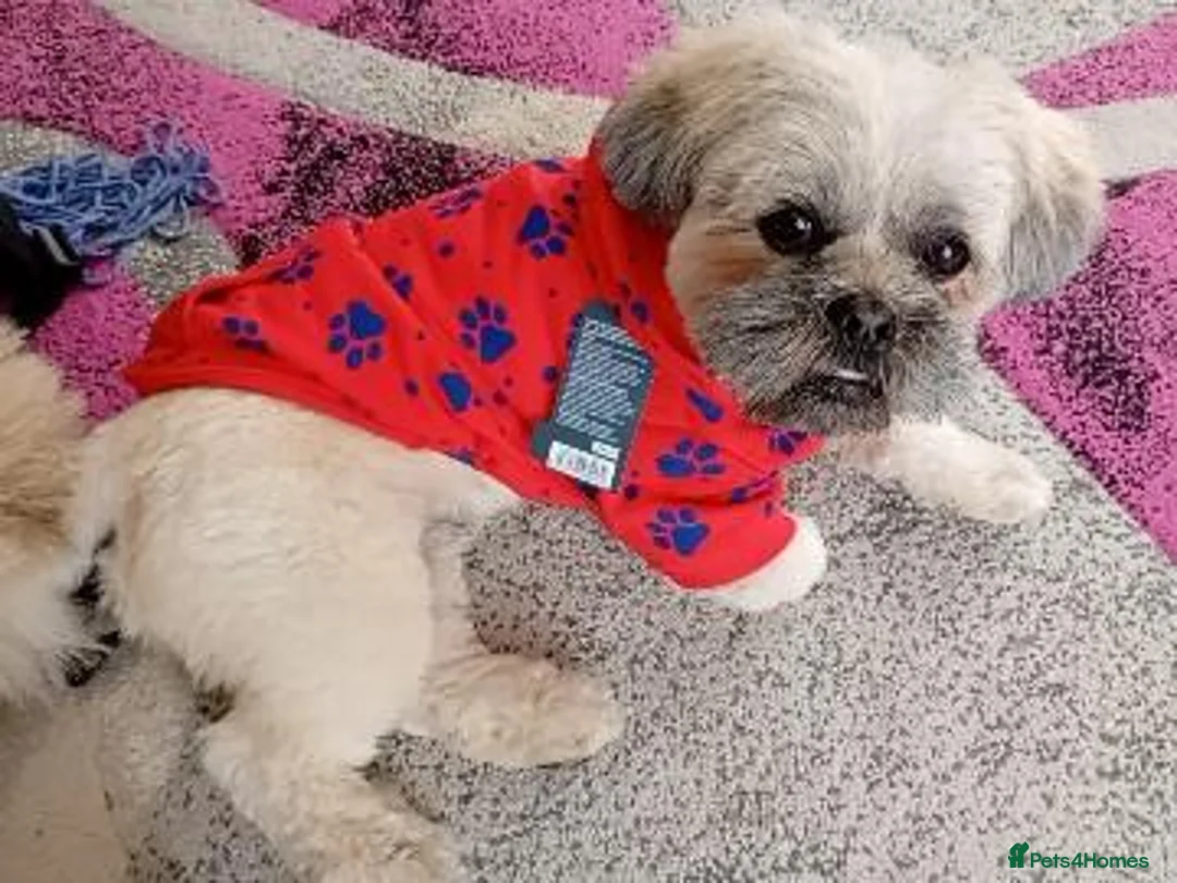 Lhasa Apso dogs for stud: Lhasa Apso for Stud - Advert 2