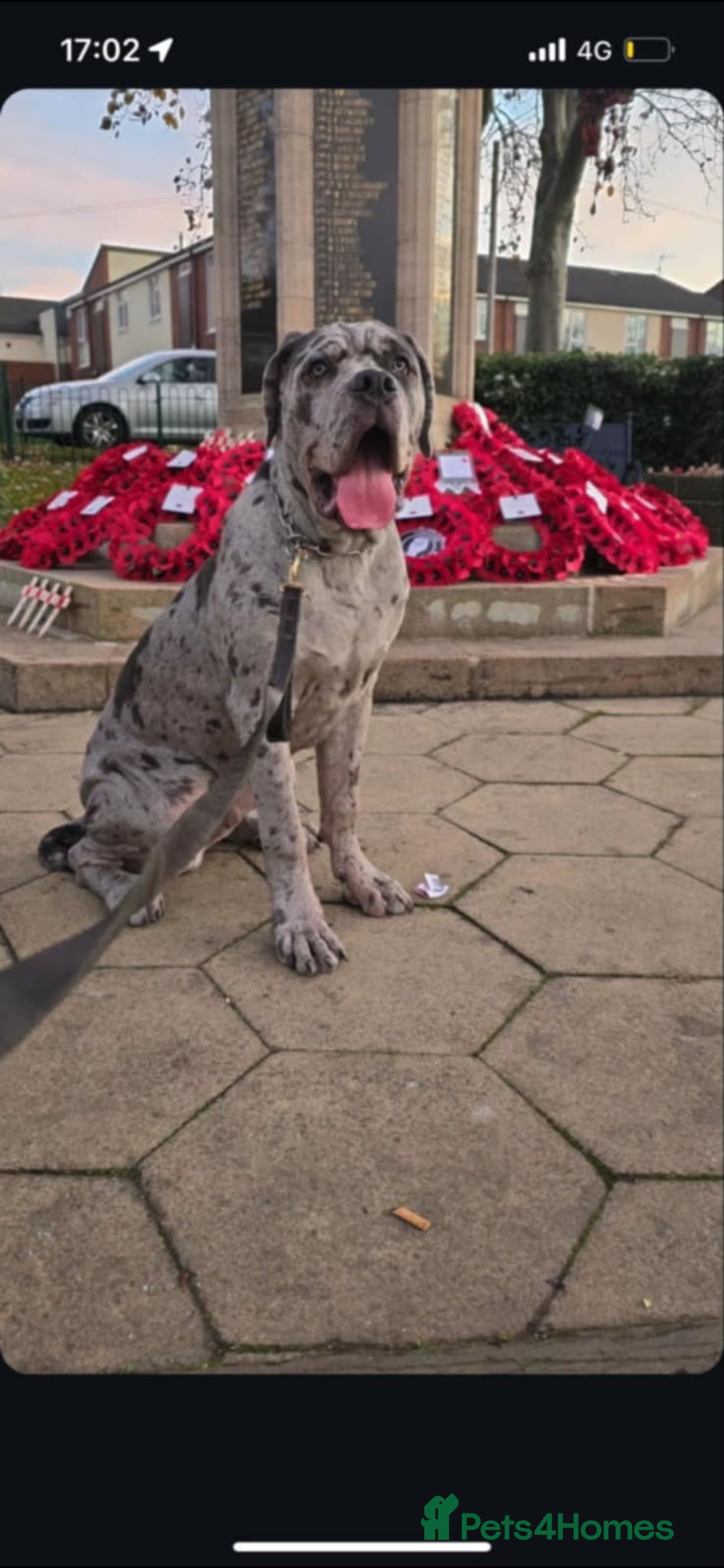 Cane Corso dogs for sale: Merle and brindle cane corso - Advert 24