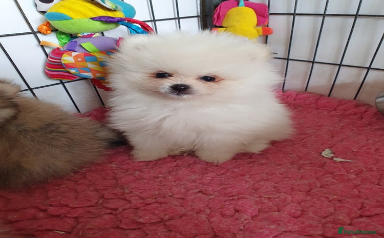 Pomeranian dogs - Advert 2