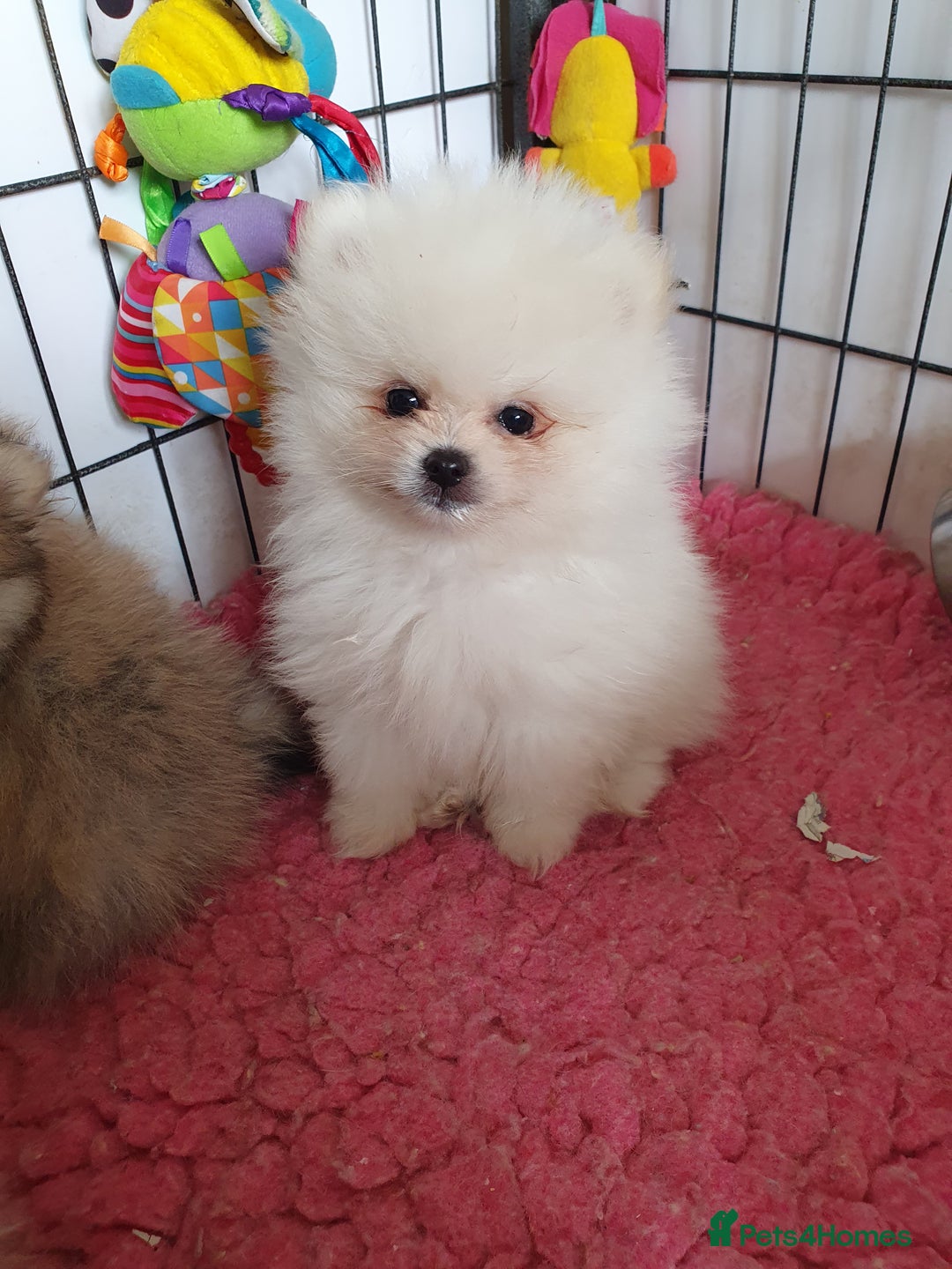 Pomeranian dogs for sale: Pomeranian puppies Ready Now. 1 white Male LEFT!! - Image 2