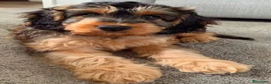 Cockapoo 2