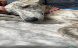 Whippet dogs for sale: 2 Whippet Pups one male one female - Image 6