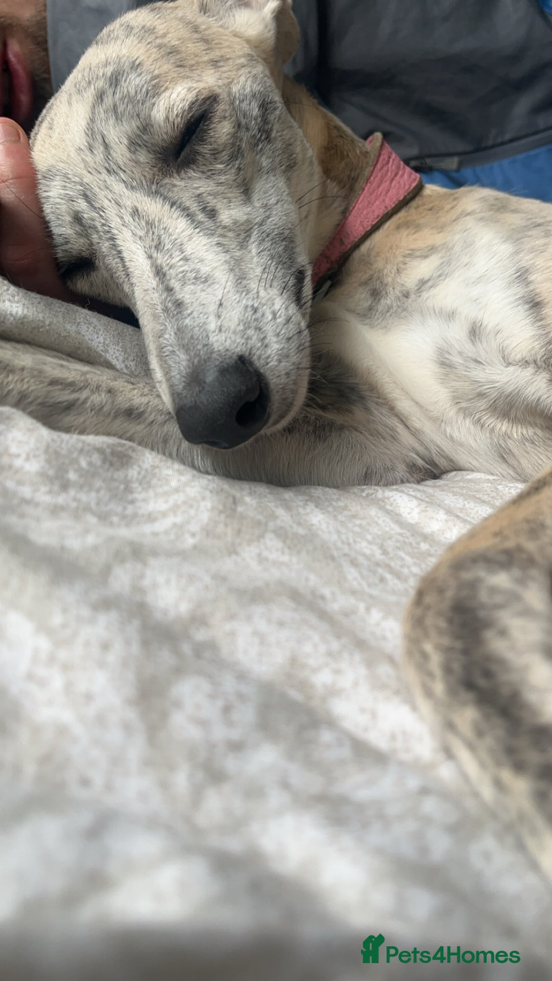 Whippet dogs for sale: 2 Whippet Pups one male one female - Image 6