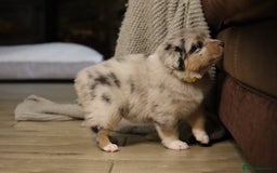 Australian Shepherd dogs for sale: Australian Shepherd Puppies  - Image 32
