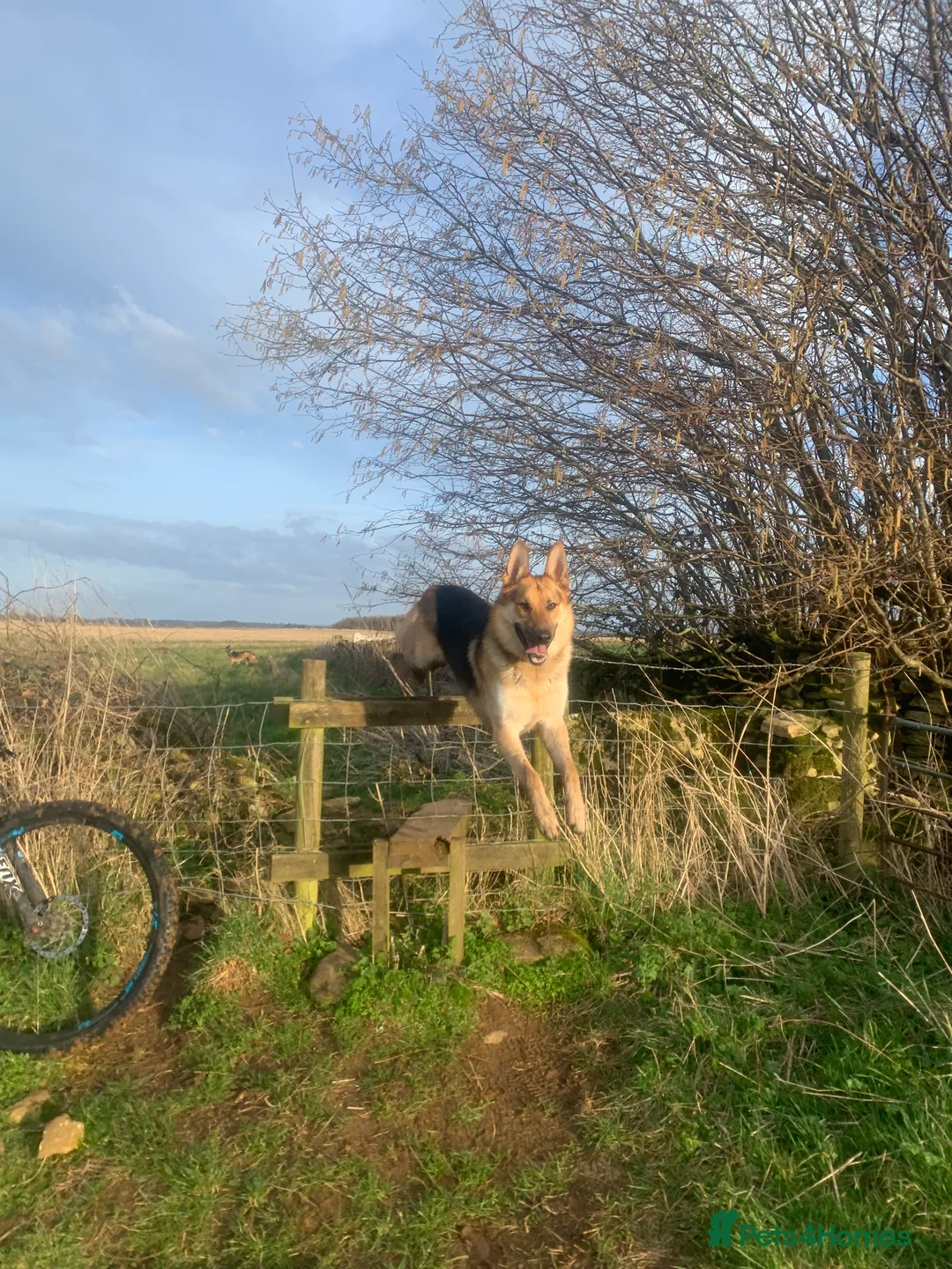 German Shepherd dogs for stud: Spectacular GSD wolfdog *for Stud only* in Dursley - Advert 34