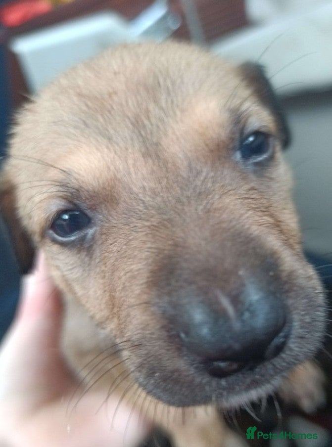 Lurcher dogs for sale: 10 Outstanding Lurcher Puppies in Conwy - Advert 4