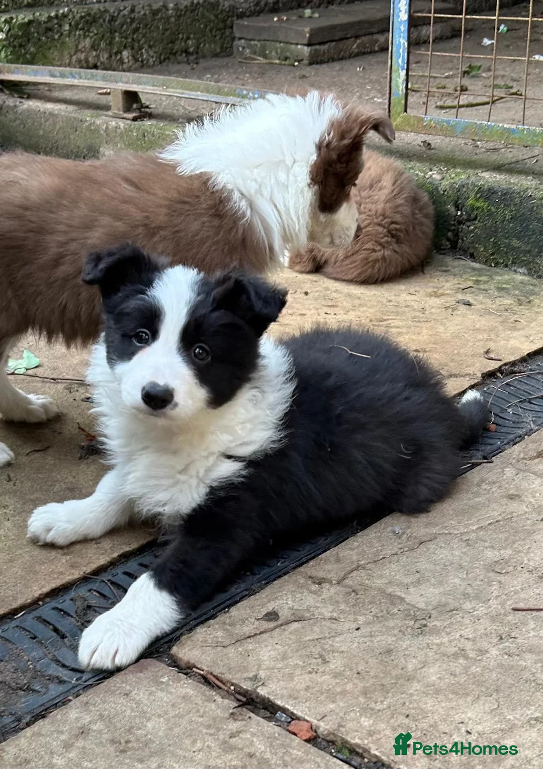 Border Collie dogs for sale: KC Registered Border Collies  in Leek - Advert 5