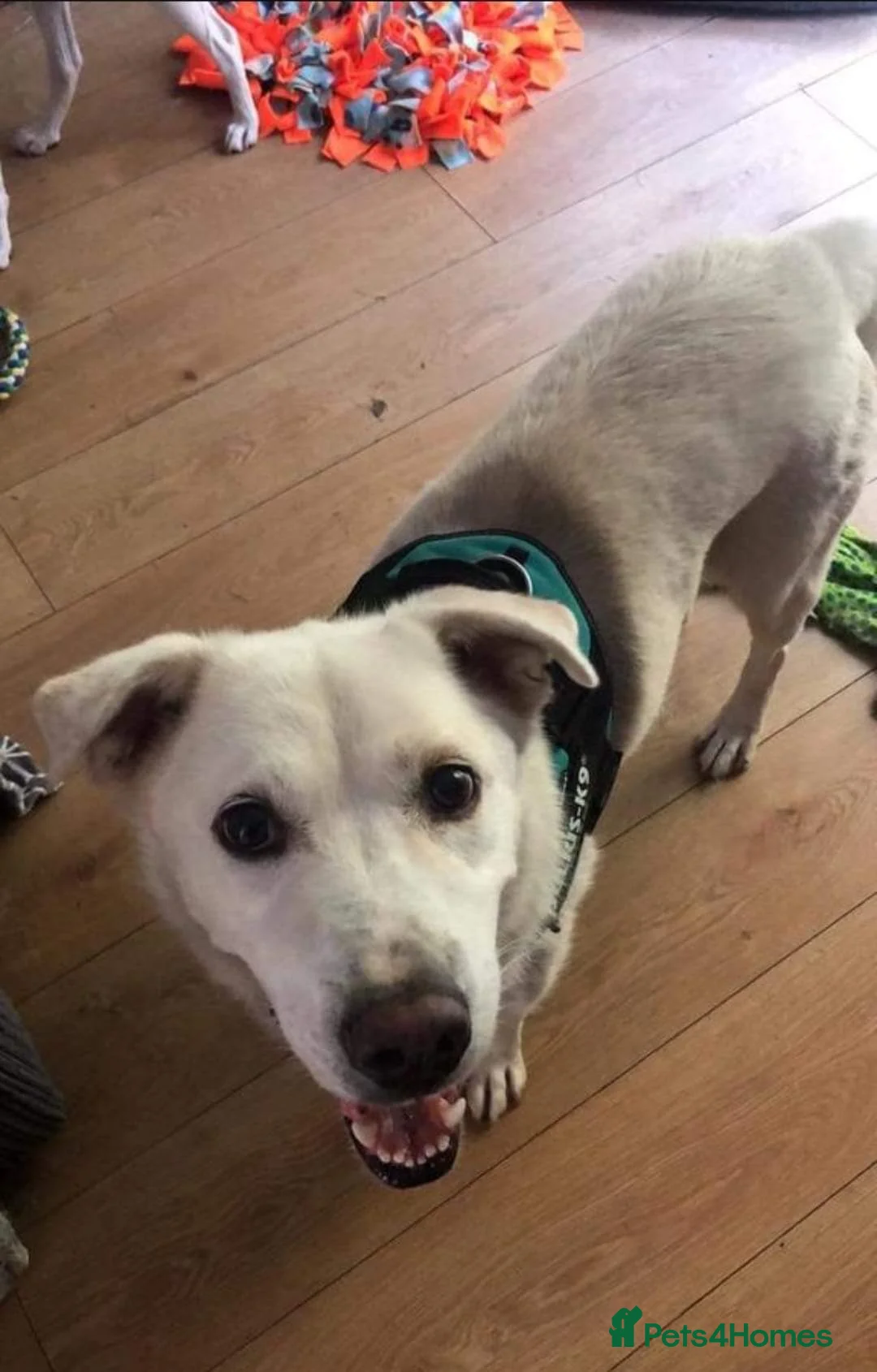 Mixed Breed dogs for adoption: Meet Biscuit, currently residing in Hampshire  in Havant - Advert 10