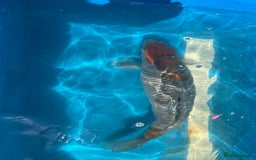 Koi Carp fish for sale: Various koi carp for sale  - Image 6