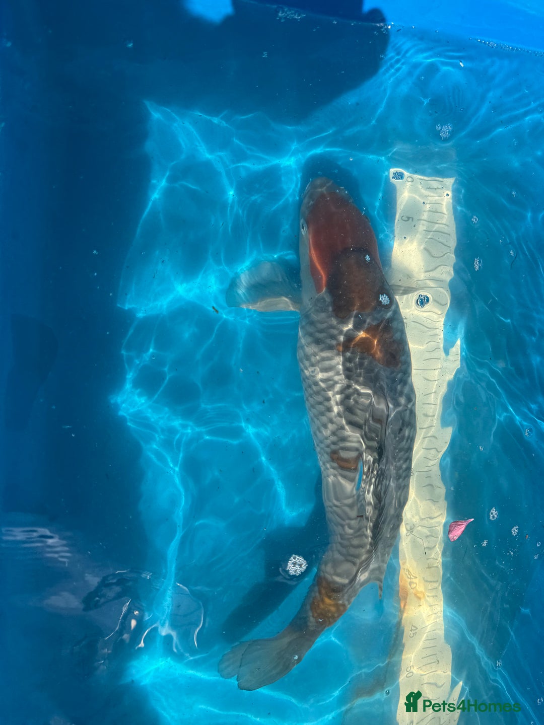 Koi Carp fish for sale: Various koi carp for sale  - Image 6