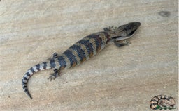 Skink reptiles for sale: Australian Eastern Blue Tongue Skink babies - Image 9