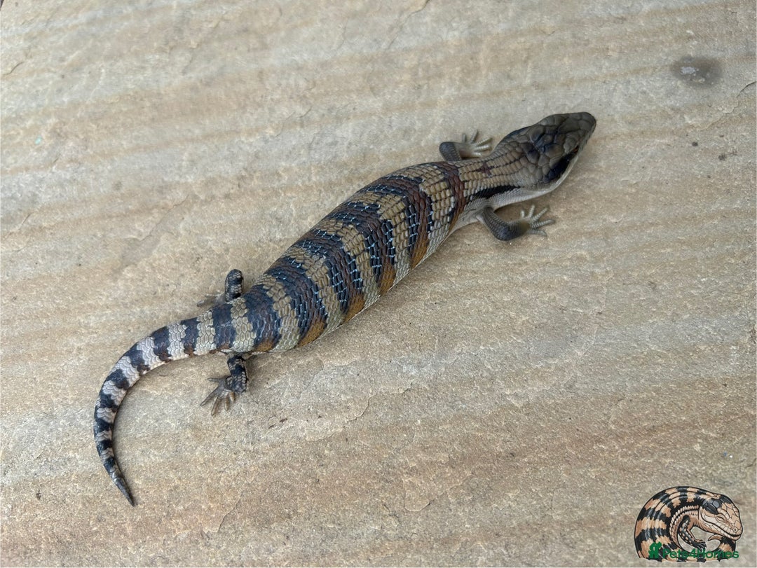 Skink reptiles for sale: Australian Eastern Blue Tongue Skink babies - Image 9