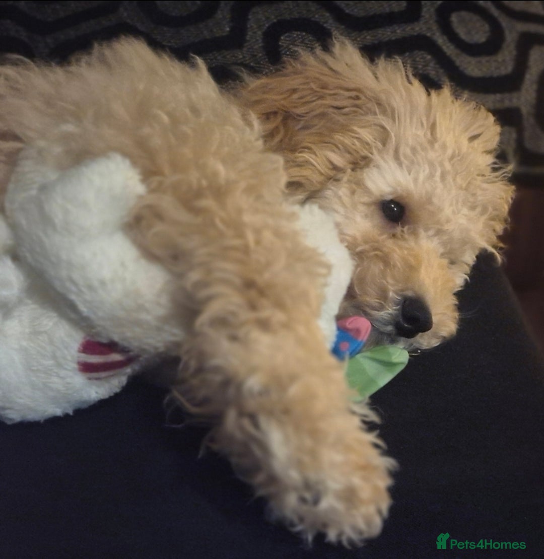 Toy Poodle dogs for sale: Toy poodle boy  - Image 4