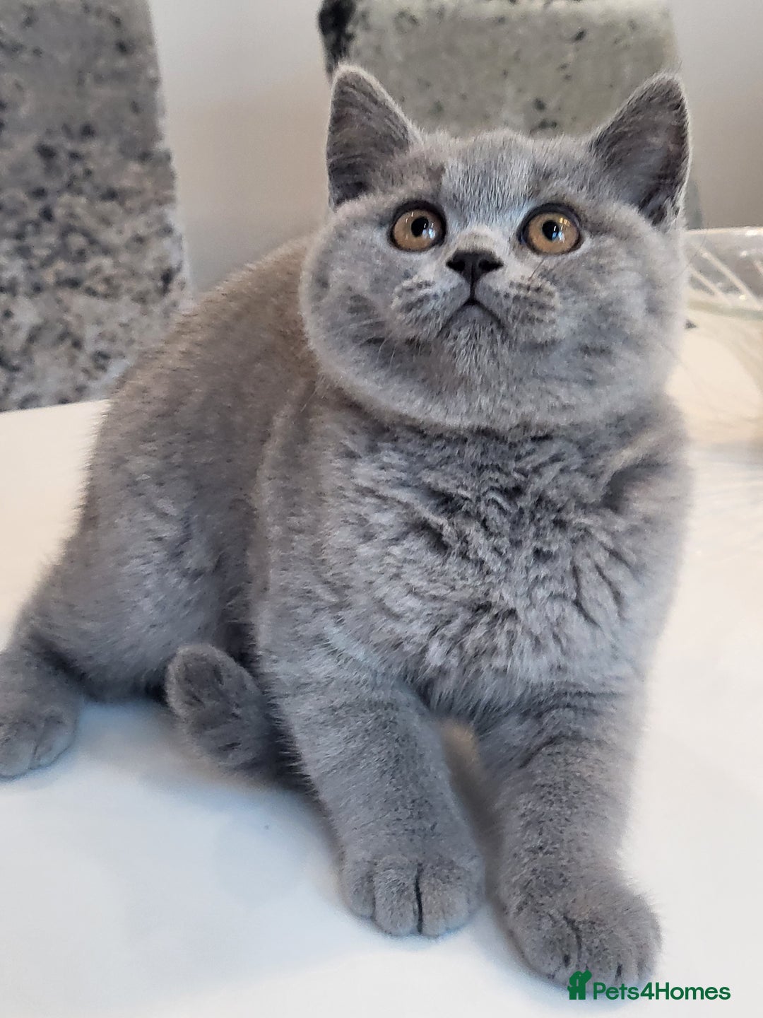 British Shorthair cats for sale: 🏅TOP Quality GCCF Reg British Shorthair Kittens🏆 - Image 10