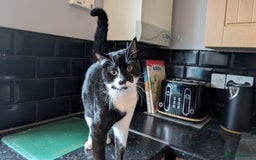 British Shorthair cats for sale: Male Cat for free to good home  - Advert 2