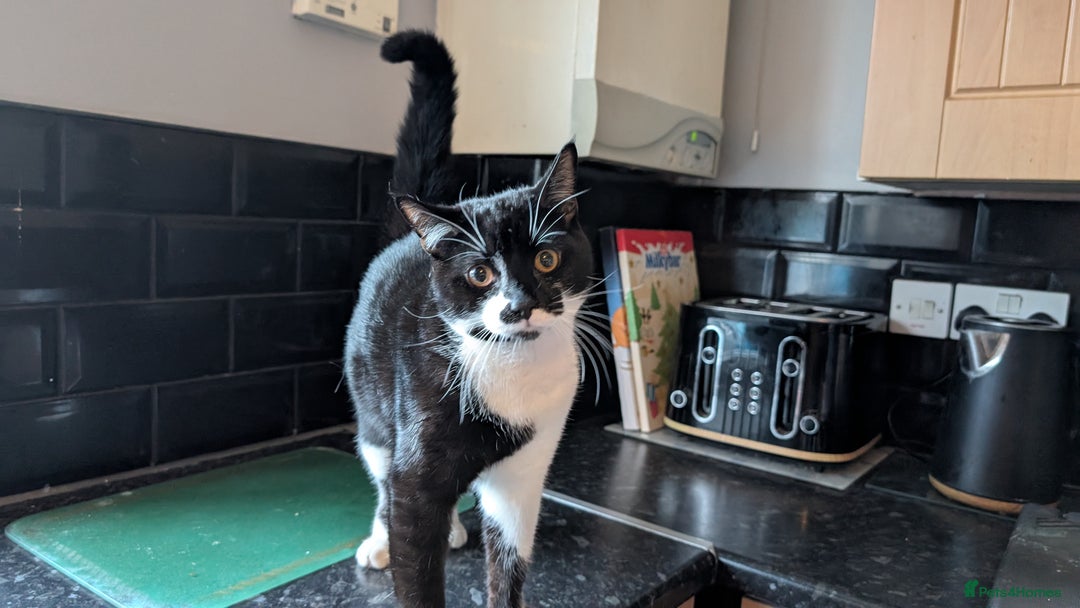 British Shorthair cats for sale: Male Cat for free to good home  - Advert 2