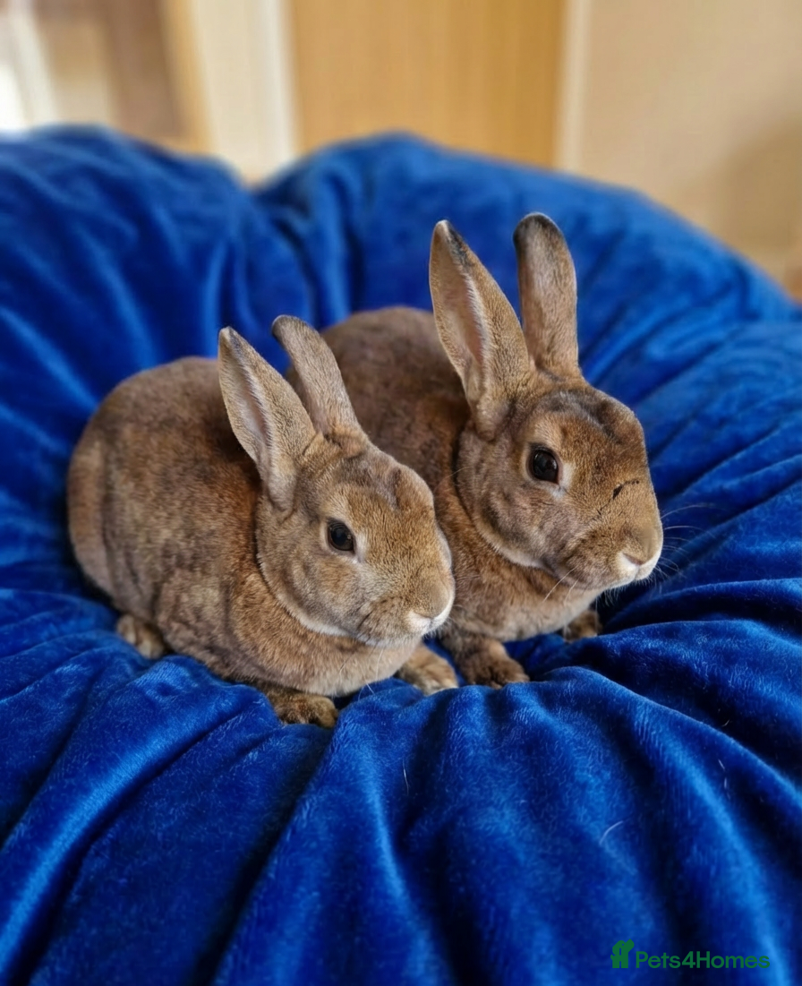 Rex rabbits Rex litter and plush lops due - Advert 2