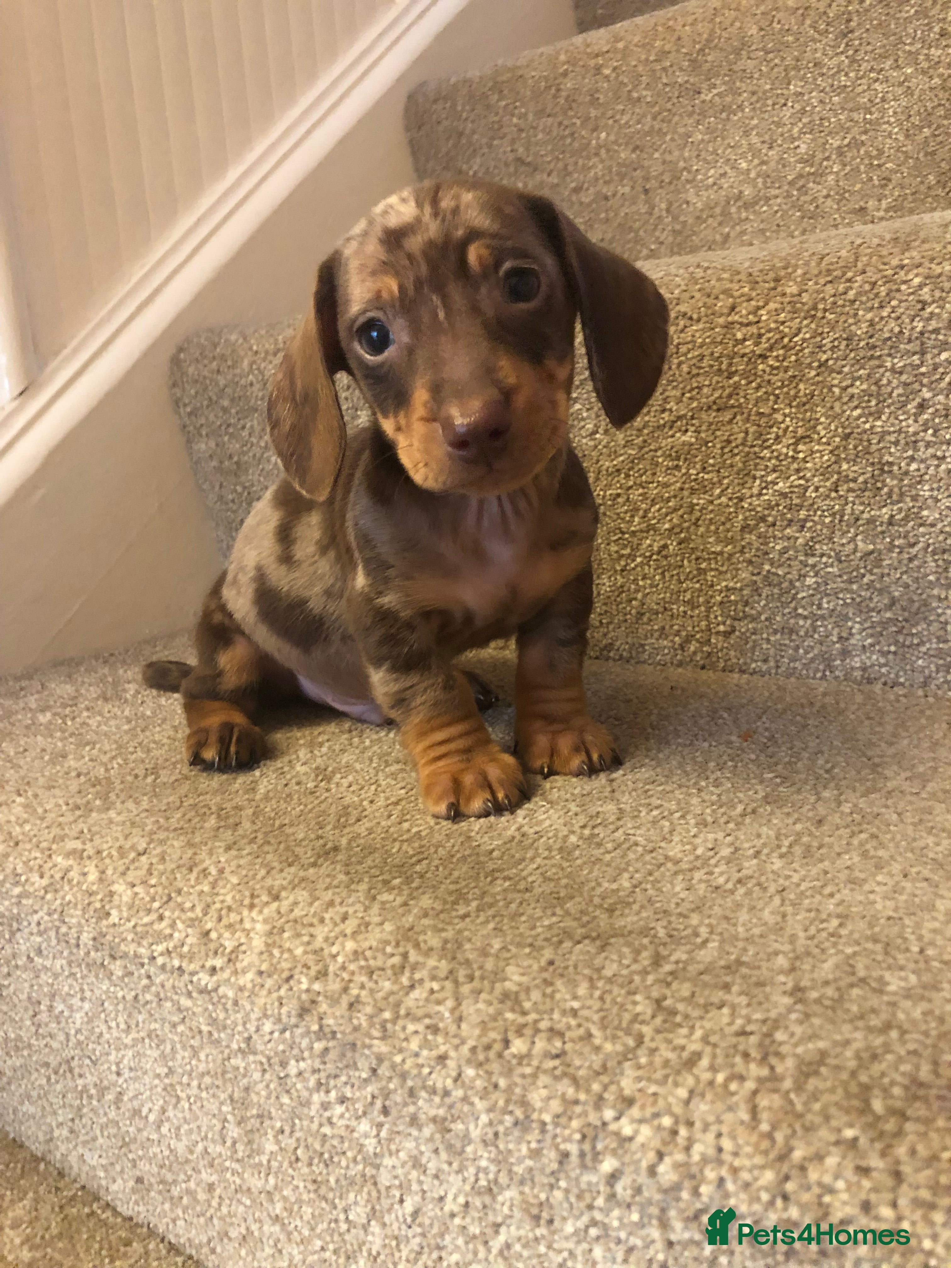 Miniature Dachshund dogs Only 1 Beautiful Miniature Dachshund puppy left. - Advert 1
