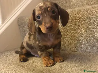 Miniature Dachshund dogs Only 1 Beautiful Miniature Dachshund puppy left. - Advert 1