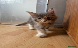 Maine Coon cats for sale: Maine Coon kittens Available!!!! - Image 11