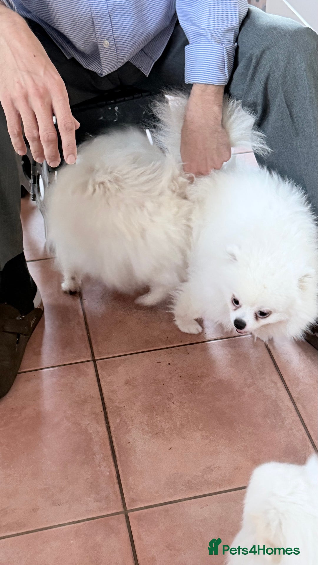 Pomeranian dogs for stud: Stud Pomeranian white  - Advert 3