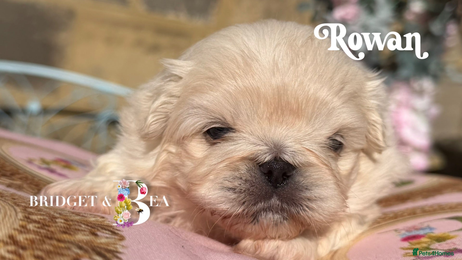 Pekingese dogs for sale: Cream boy kc licensed breeder health tested  - Advert 7