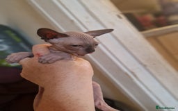 Sphynx cats for sale: 3 beautiful boys looking for forever families  - Image 3