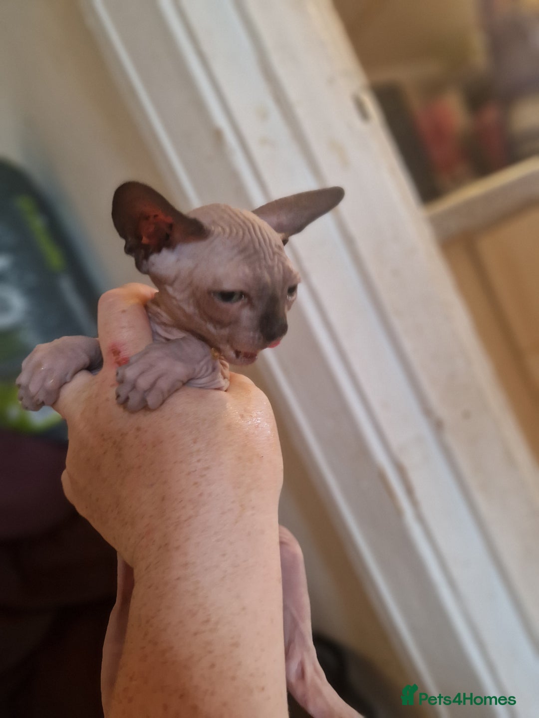 Sphynx cats for sale: 3 beautiful boys looking for forever families  - Image 3