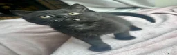 Mixed Breed cats for sale: LAST! Female Kitten (read) in Swindon - Advert 5