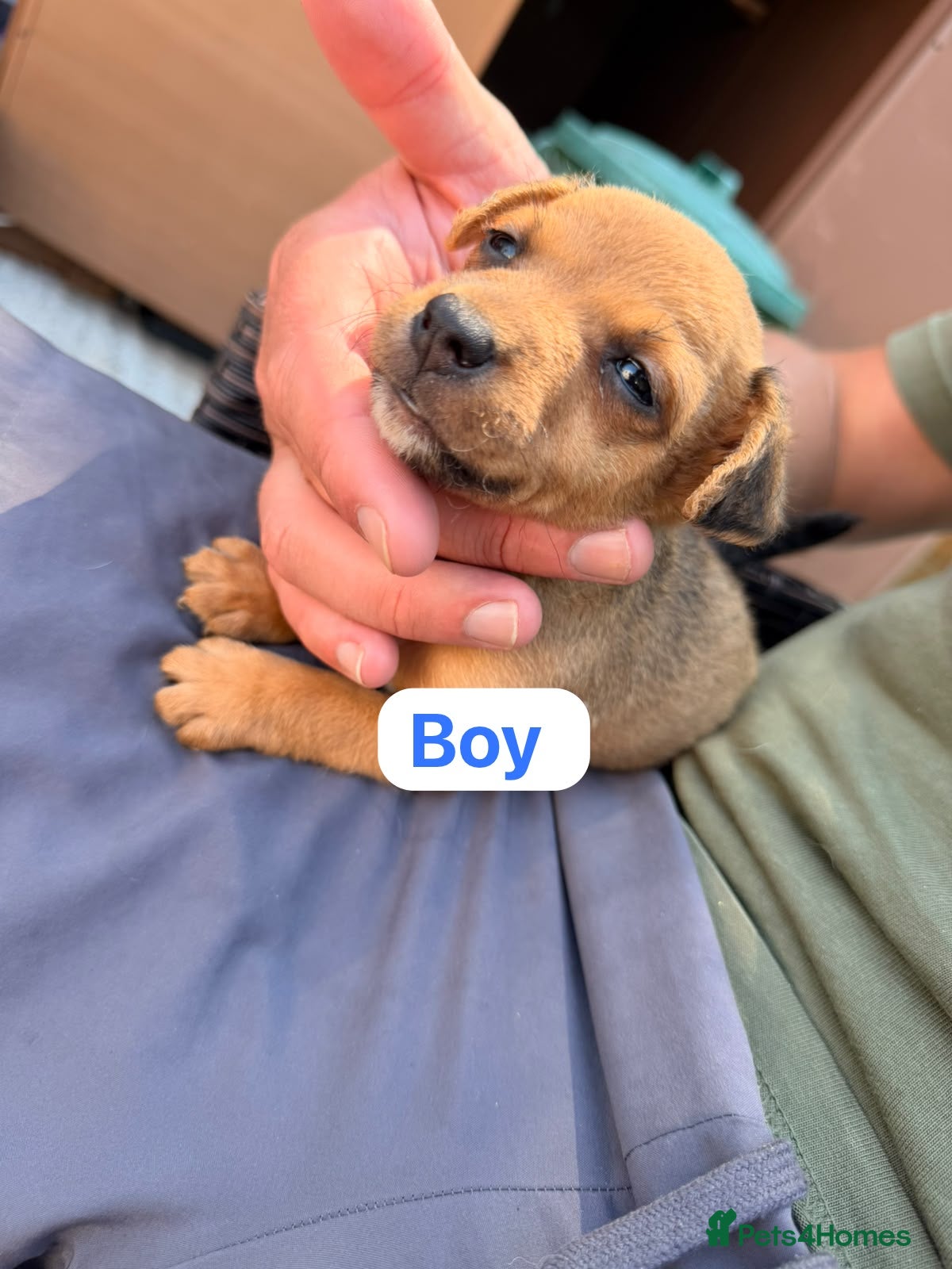 Jack Russell dogs Jack Russell puppies 1 boy laft  - Advert 1