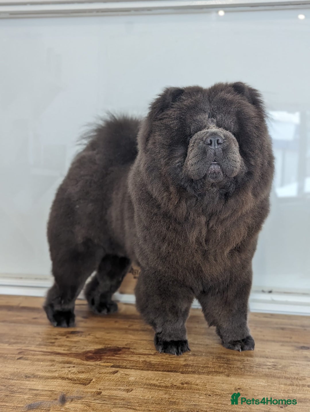 Chow Chow dogs for stud: Blue Teddy Chow Chow up for Stud - Advert 6