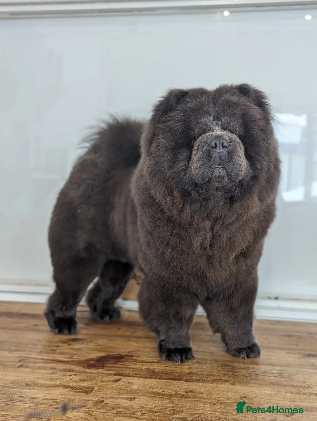 Chow Chow dogs for stud: Blue Teddy Chow Chow up for Stud - Advert 6