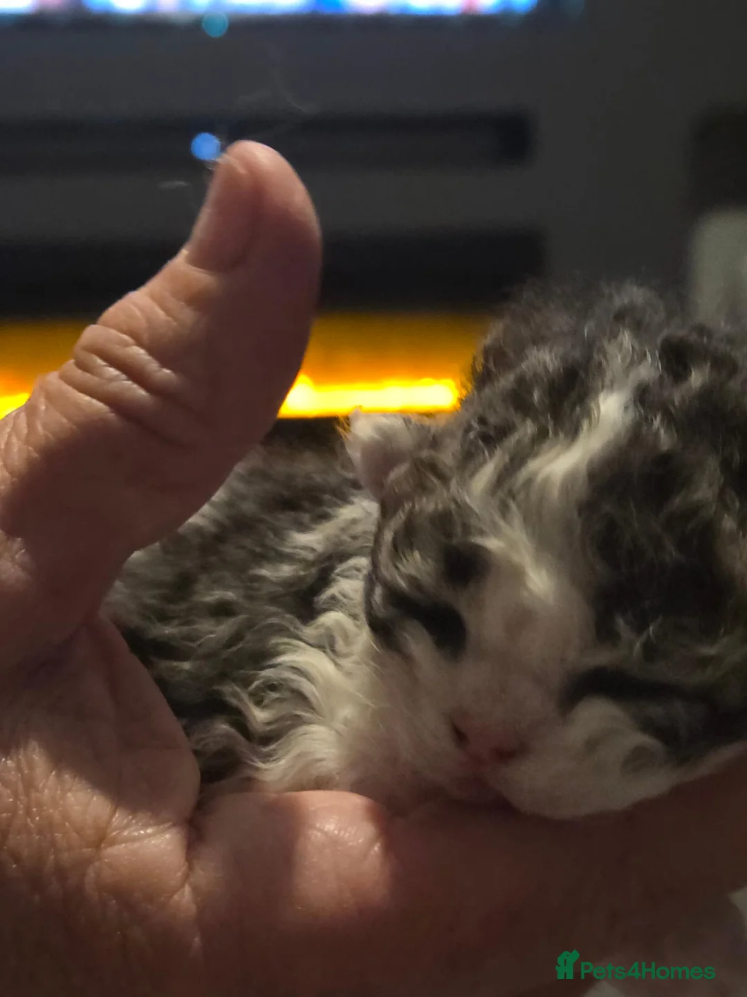 Selkirk Rex cats for sale: My Scottish Fold and Selkirk Rex are parents in Bristol - Advert 15