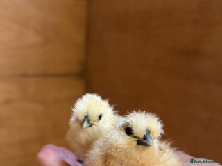 Chickens poultry Silkie Chickens - Advert 5