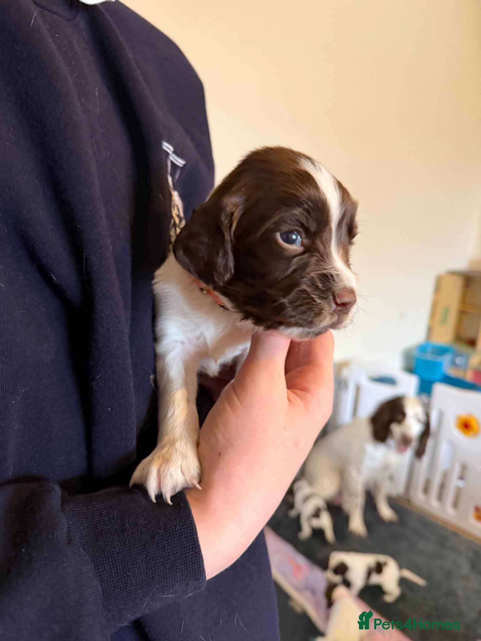 English Springer Spaniel dogs Springer spaniels puppies - Advert 17