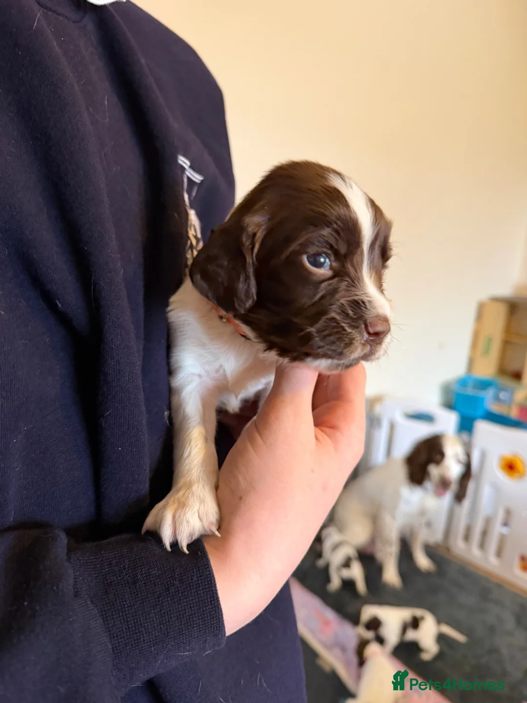 English Springer Spaniel dogs for sale: Springer spaniels puppies - Advert 2