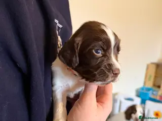English Springer Spaniel dogs Springer spaniels puppies - Advert 17