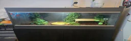 Python Snake reptiles for sale: 4ft maxi vivarium full setup PLEASE READ - Advert 1