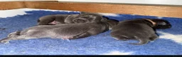 Staffordshire Bull Terrier dogs for sale: %Bloodline Staffordshire Bull Terrier Pups in Rugby - Advert 20