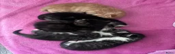 Mixed Breed cats for sale: Beautiful tabby kittens - Advert 12