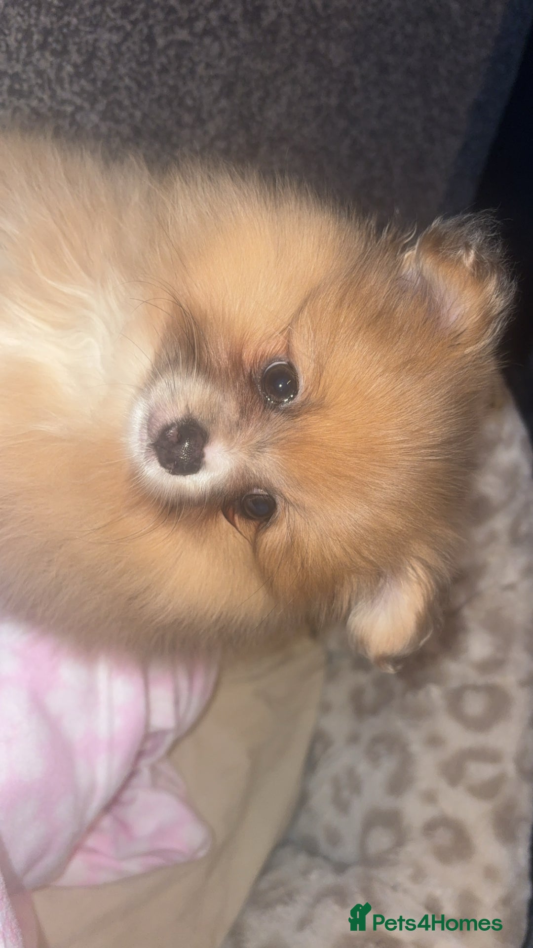 Pomeranian dogs for sale: beautiful 10 week old female Pomeranian puppy🤎 - Advert 3