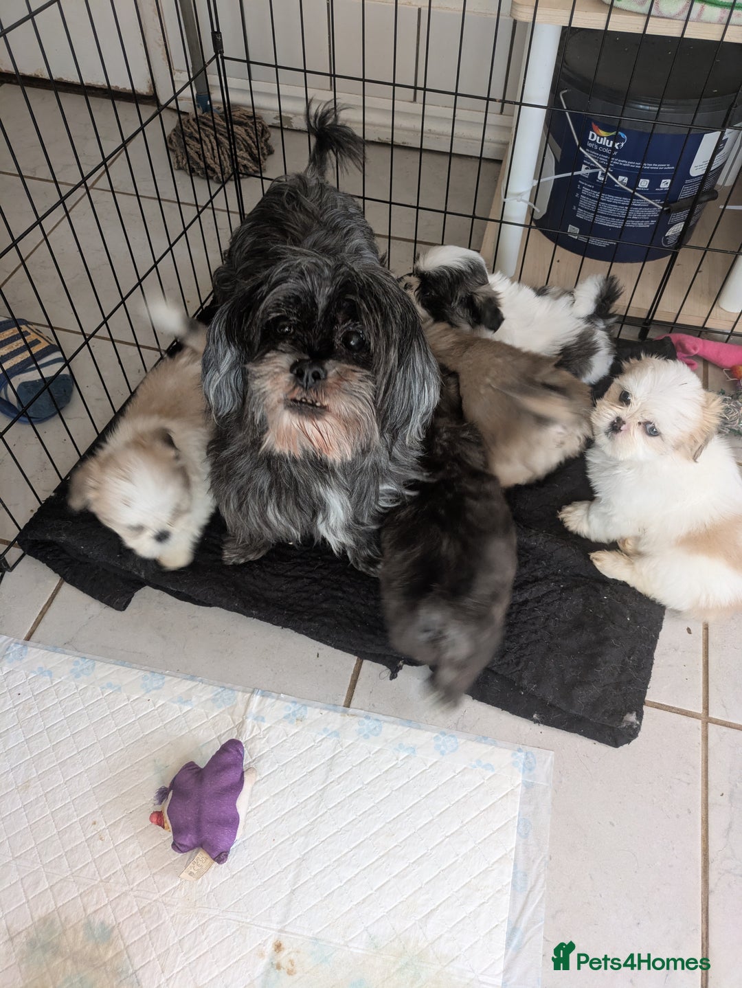Lhasa Apso dogs for sale: Lhasa apso puppies  - Image 10