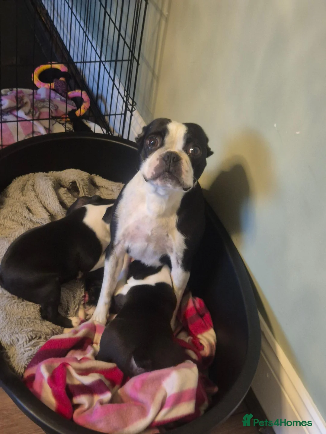 Boston Terrier dogs for sale: X2 Stunning Male Boston Terrier Puppies  in Newcastle upon Tyne - Advert 2