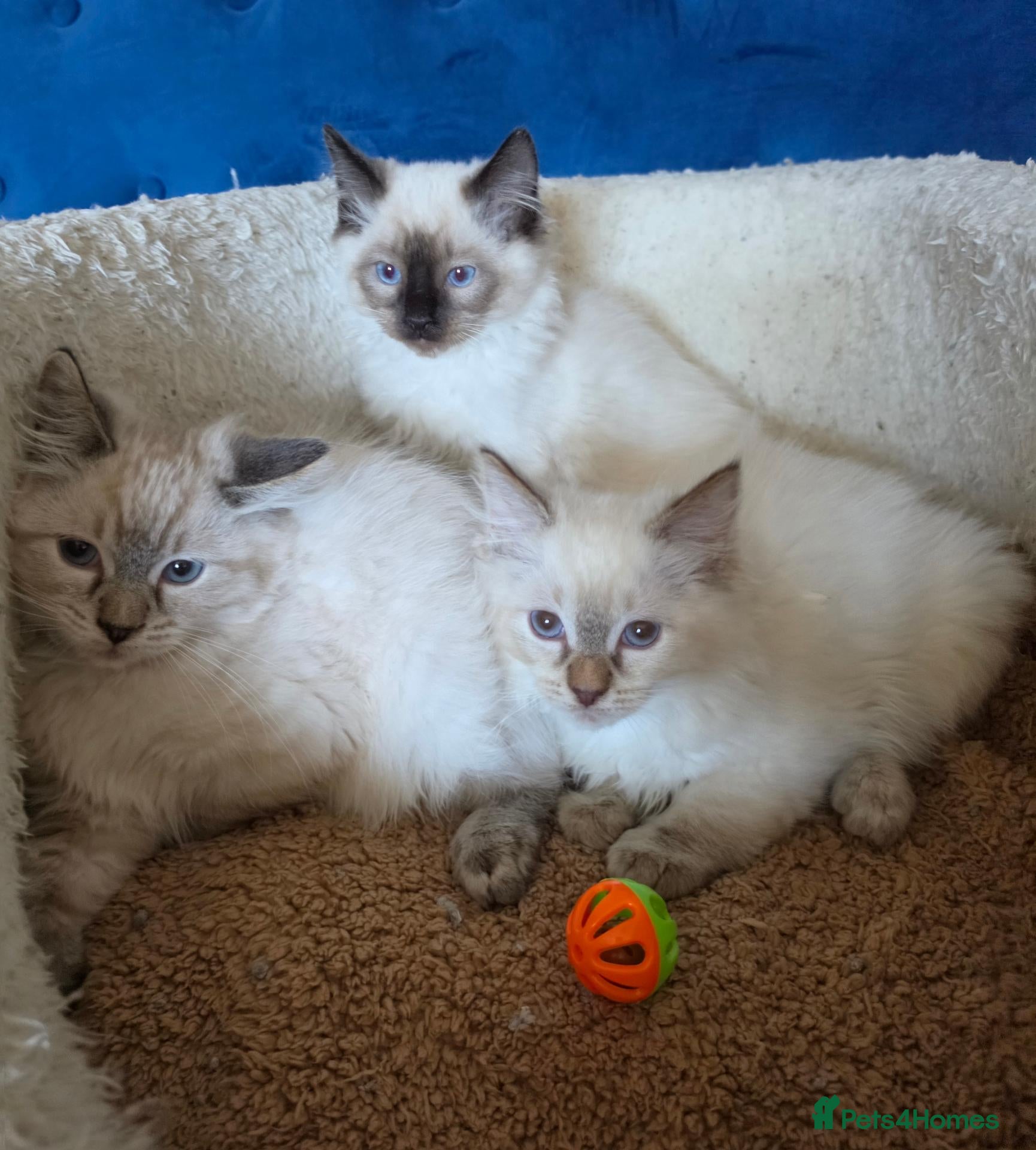 Ragdoll cats ❣️Helth checked, GCCF registered ❣️ - Advert 19