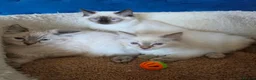 Ragdoll cats for sale: Registered/Pedigree/Stunning/Ragdolls  - Advert 21