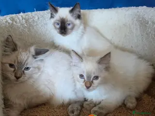 Ragdoll cats ❣️Helth checked, GCCF registered ❣️ - Advert 19
