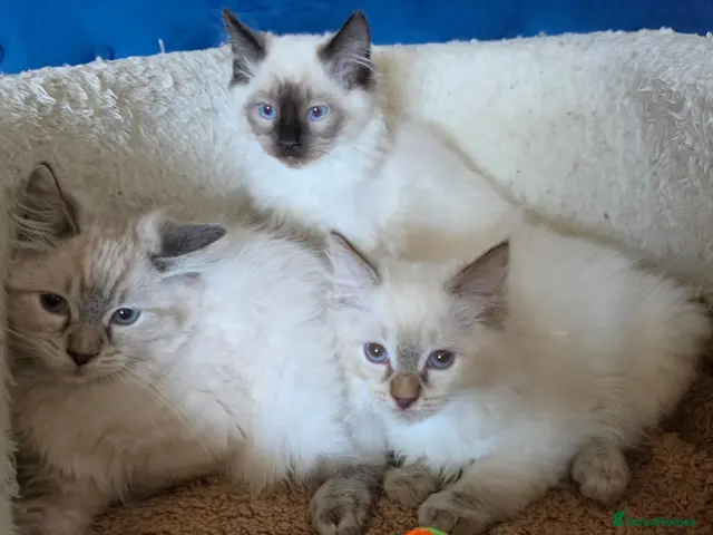 Ragdoll cats ❣️Helth checked, GCCF registered ❣️ - Advert 3