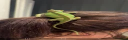 Chameleon reptiles for sale: Camelian with full set up  in Leeds - Advert 2