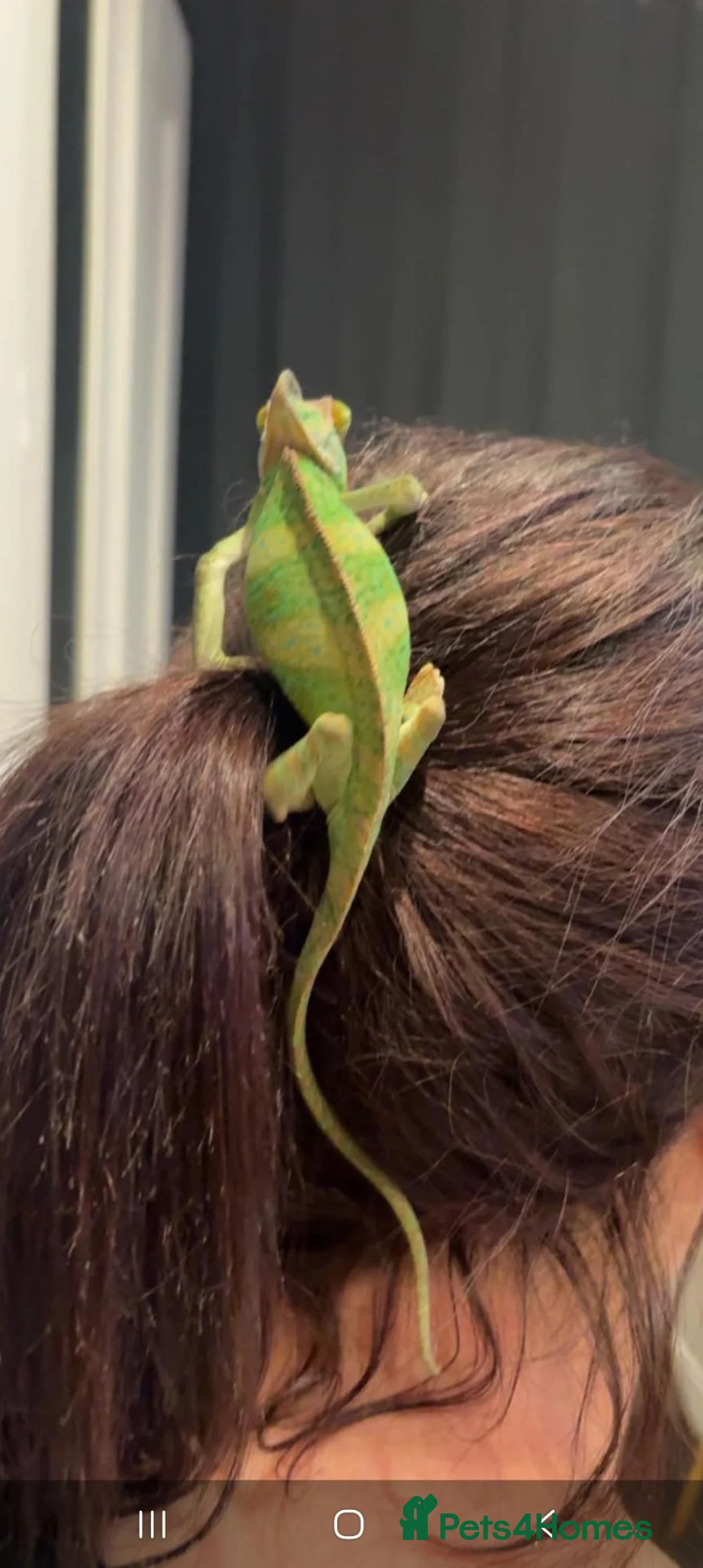 Chameleon reptiles for sale: Camelian with full set up  in Leeds - Advert 2